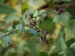 Fioria vitifolia