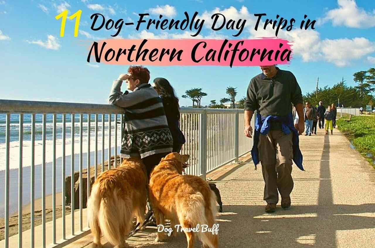 14 Best DogFriendly Day Trips in Northern California DogTravelBuff