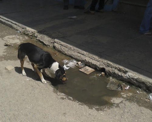 Perro callejero (foto del autor)