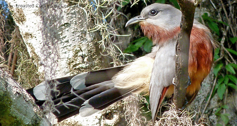 image of Bay-breasted Cuckoo by Cesar Abrill