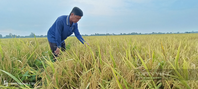 Nông dân trồng lúa miền Tây lãi thêm gần 5 triệu đồng/ha nhờ sử dụng loại phân bón này - Ảnh 3.