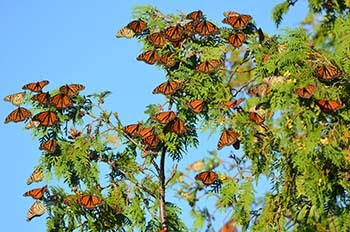 Monarch butterflies are shown grouped together on fall migration at Peninsula Point in Delta County.