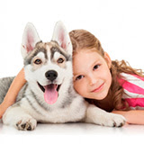 Husky siberiano, un perro ideal para convivir con niños