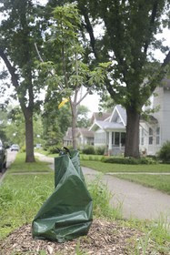 boulevard tree