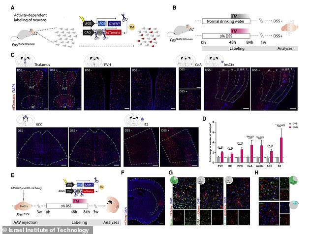 Researchers were able to induce inflammation by activating the neurons that fired during the original inflammation. The brain of the mice stored and retrieved specific immune responses