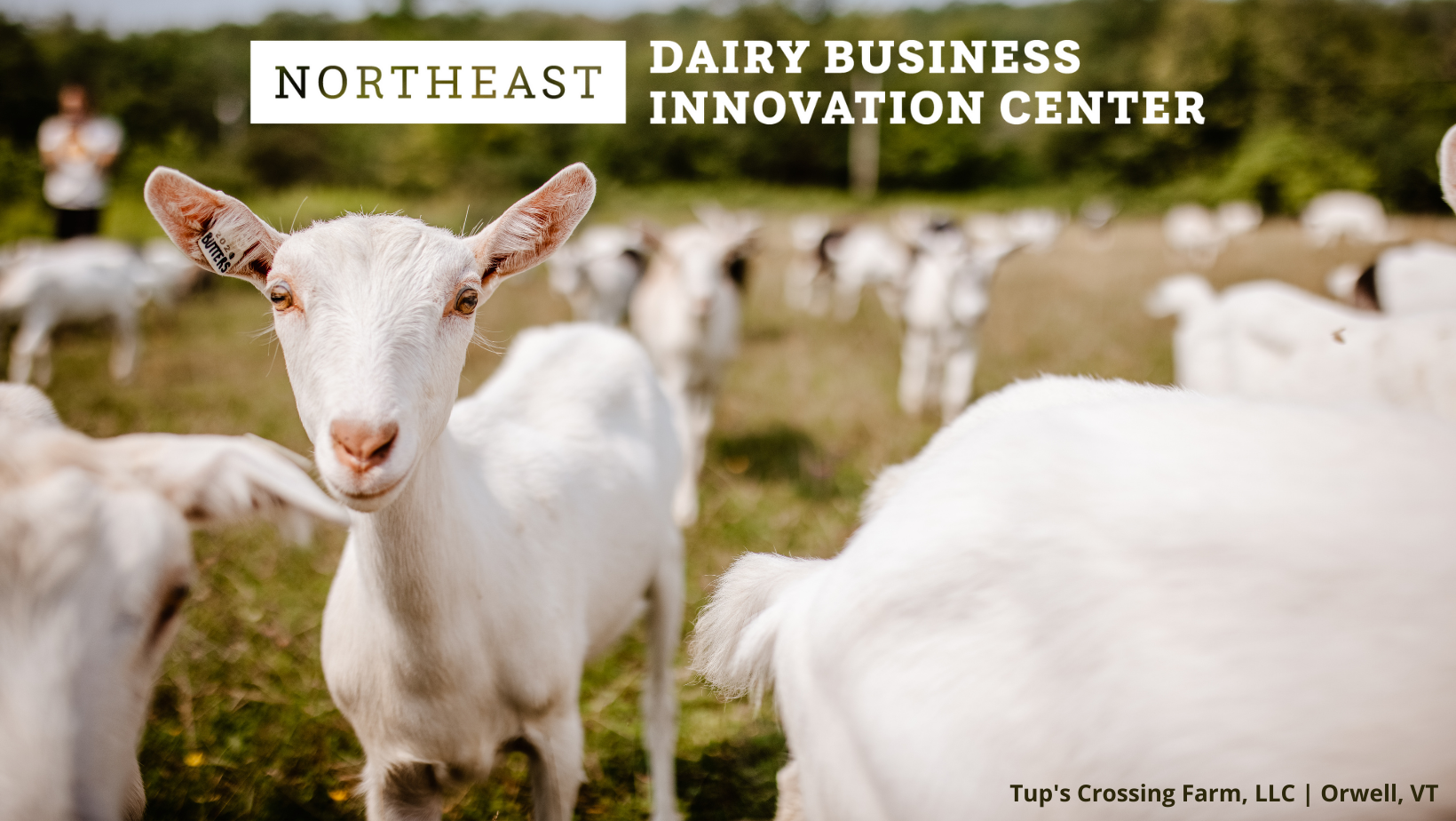 Northeast Dairy Business Innovation Center