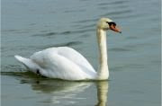 Swan a bird animal