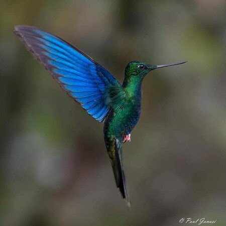 Hummingbird-Green-w-Blue-Wings