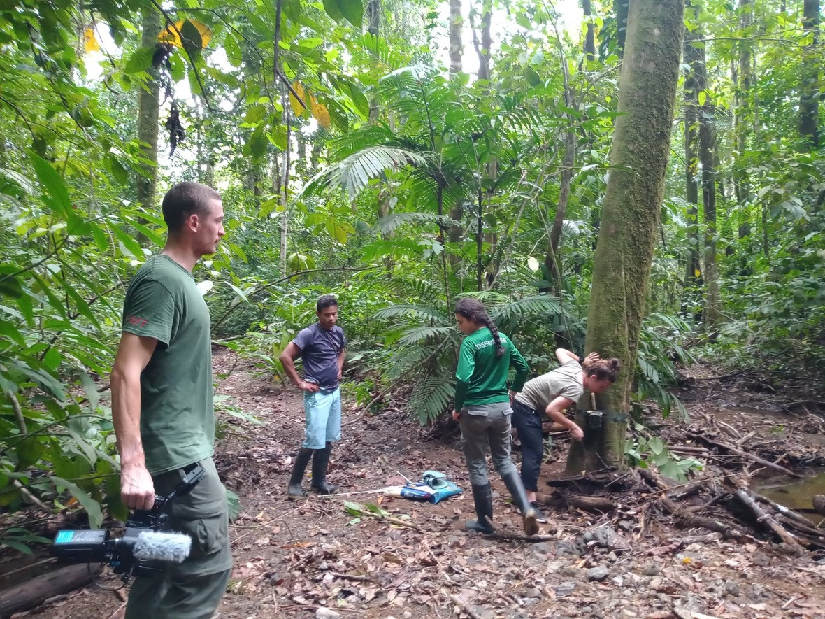 Two young men and two young women in the rainforest standing around a tree