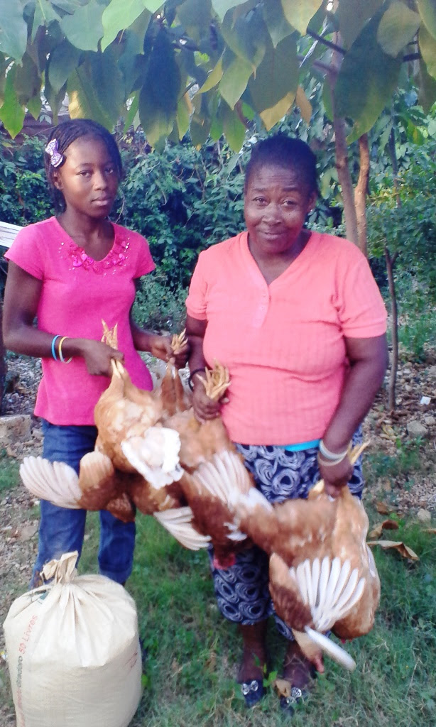 http://www.accionverapaz.org/images/accionverapaz/proyectos/gallinas_ponedoras_haiti/Gallinas-2.jpg
