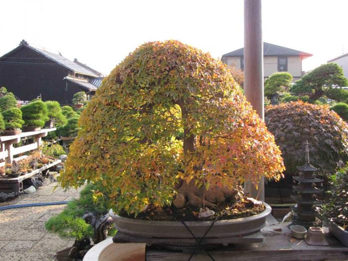 Những cây bonsai đẹp nhất của Nhật Bản 94f01579-bcd8-429c-92f8-c2a250231118