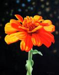 Orange Zinnia - Posted on Tuesday, March 10, 2015 by Fred Schollmeyer