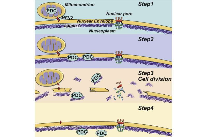 Two new studies yield clues to the metabolic mysteries of why some cancers grow out of control and spread