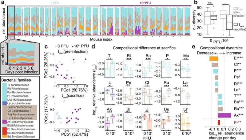 COVID-19 virus increases risk for other infections by disrupting normal mix of gut bacteria