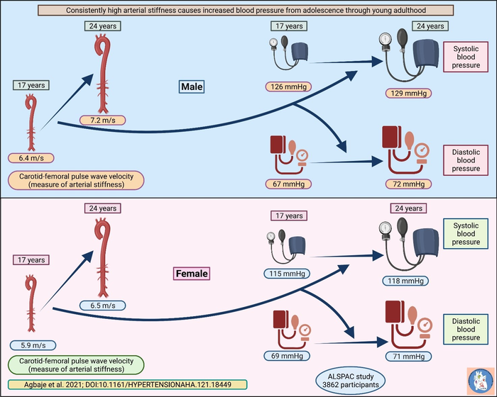 Atherosclerotic traits referred to as arterial stiffness seem to independently cause elevated blood pressure and hypertension among adolescents and young adults.