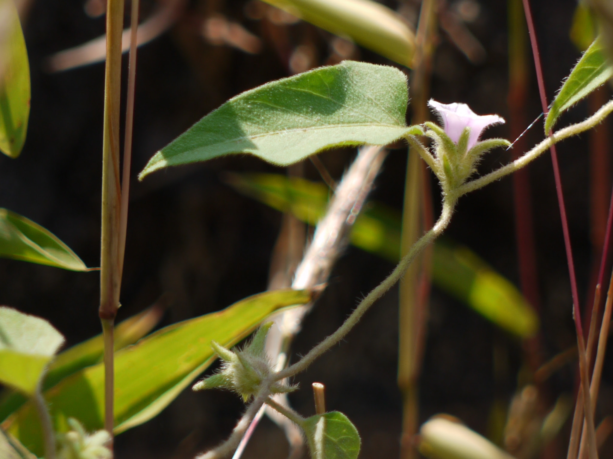 Ipomoea eriocarpa R.Br.