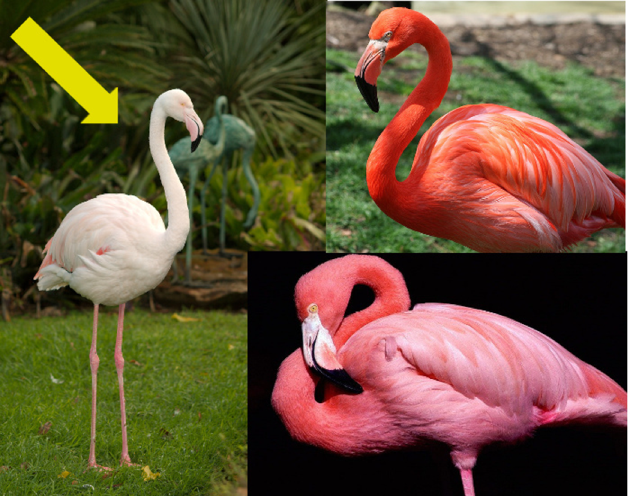 Avez-vous vu ce flamant rose ? Flamants