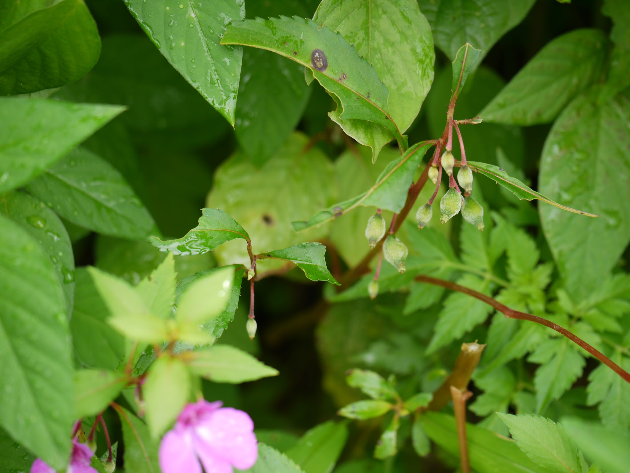 Impatiens balsamina L.