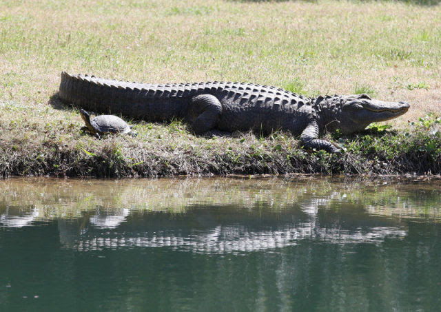 Amazing Friendship Between Reptiles