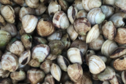 750x500-cropped-kauai-sea-farm-fishpond-aquaculture-clams-closeup
