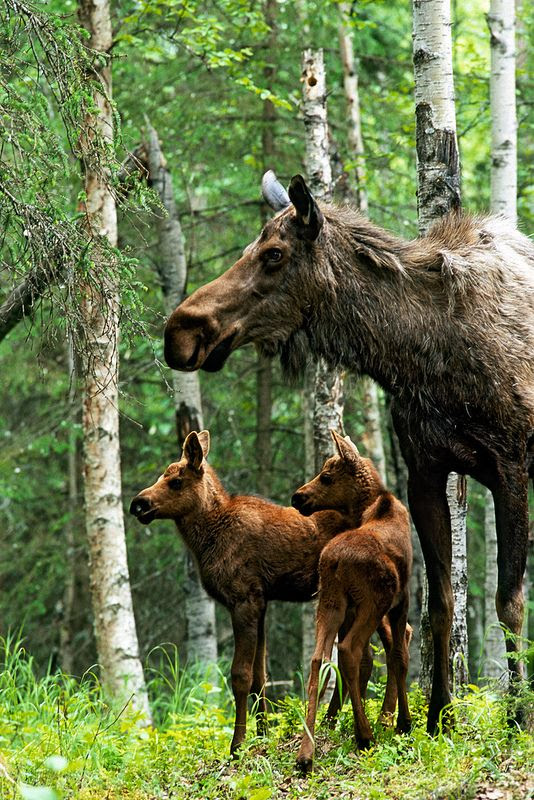 Moose twins and their mother