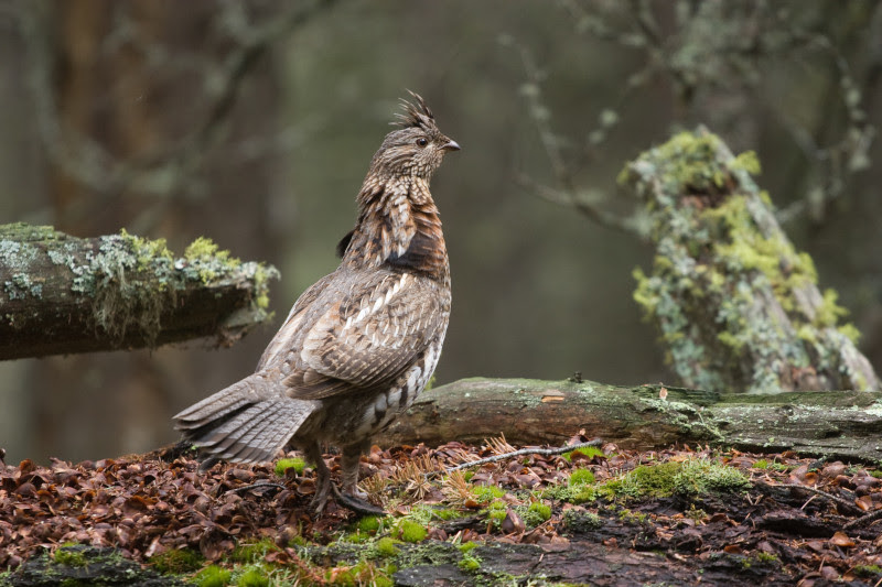 A ruffed grouse struts in the forest.