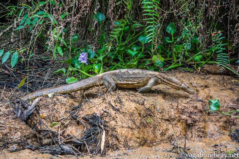 monitor-lizard-kinabatangan-malaysia