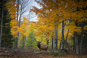 bull elk in fall forest