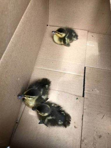 Three baby ducklings in a cardboard box