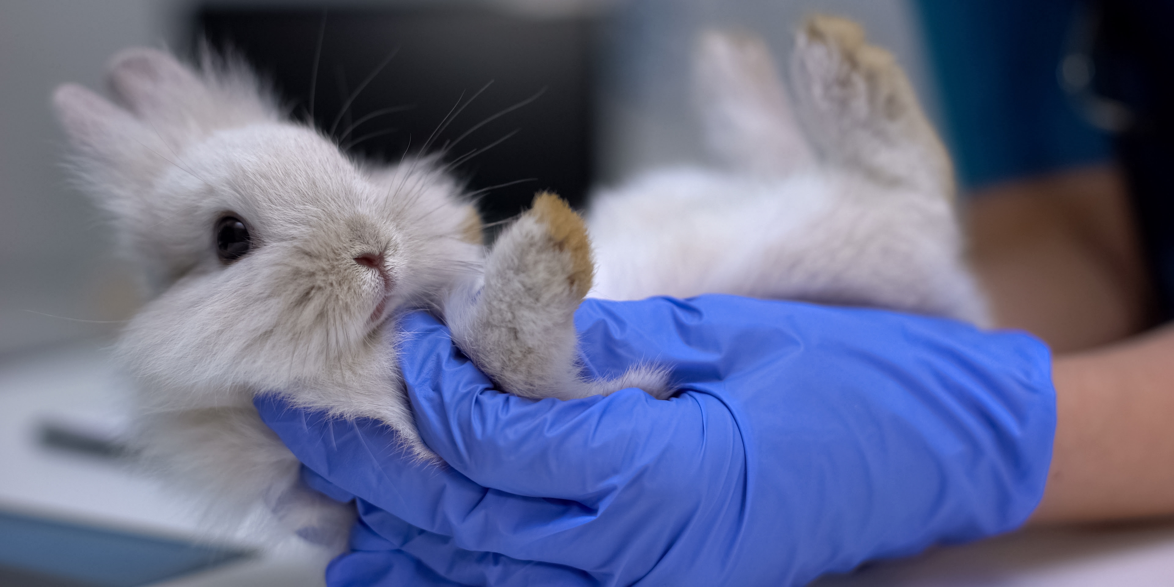 A small gray rabbit being held uncomfortably upside down by a pair of hands wearing latex gloves