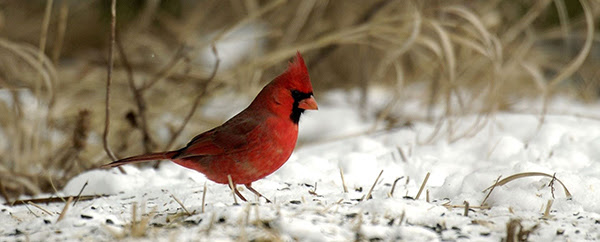 cardinal on snowy ground