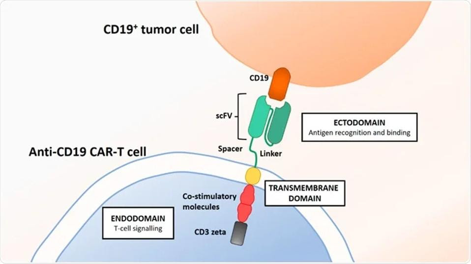 CAR T cell design, binding to CD19+ tumor cell