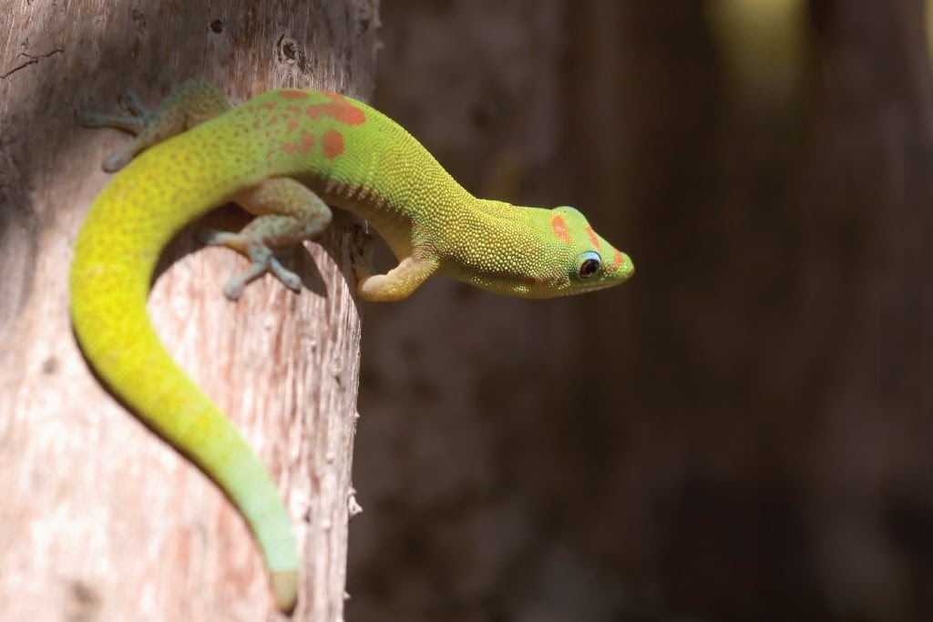 Gold Dusted Day Gecko, Phelsuma laticauda | Photo: Patrick Kavanaugh