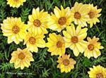 Pretty Yellow Daisies - Posted on Monday, December 29, 2014 by Patricia Ann Rizzo