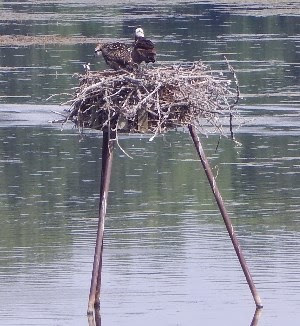 Osprey chick on nesting platform Osprey chick on nesting platform