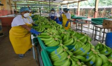Exportaciones peruanas de banano crecieron 58% en valor entre enero y noviembre del 2021