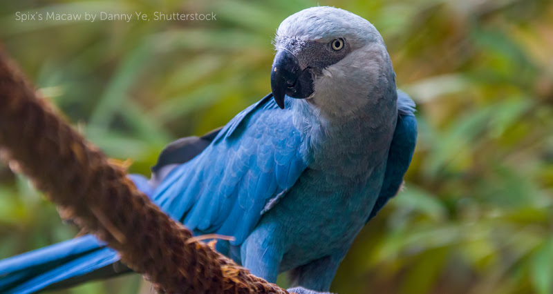 image of Spix's Macaw image by Danny Ye, Shutterstock.