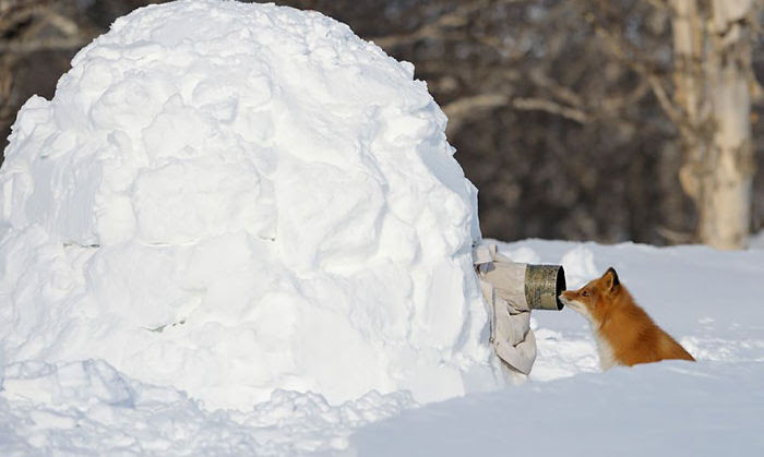 Les photographes animaliers... les animaux sentent leur bienveillance Nature-photographers-12__700