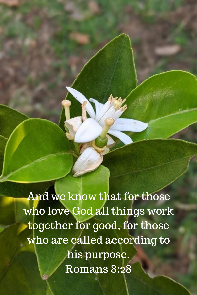 1598263955830_And we know that for those who love God all things work together for good, for those who are called according to his purpose. Romans 8_28.png