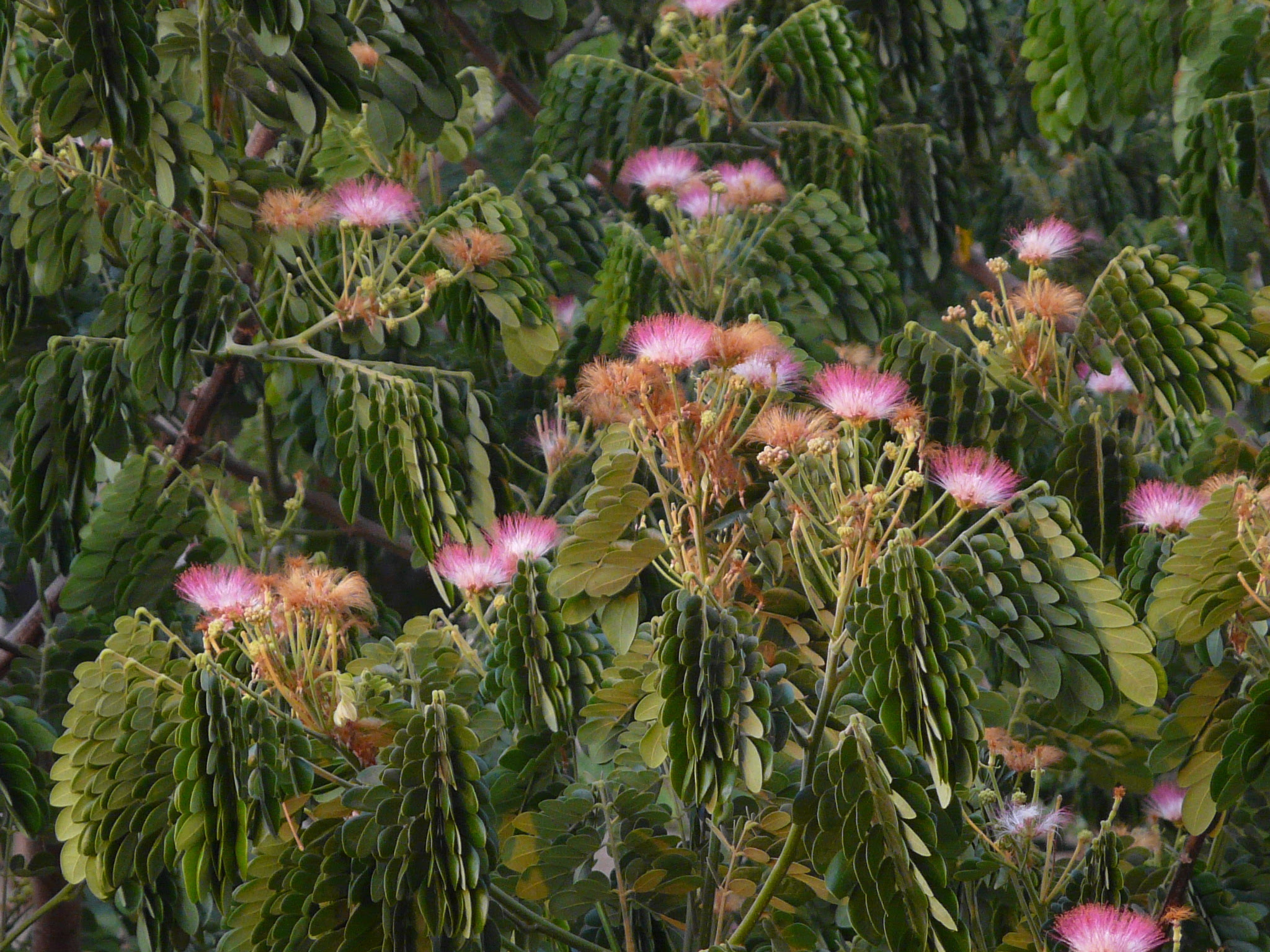 Samanea saman (Jacq.) Merr.