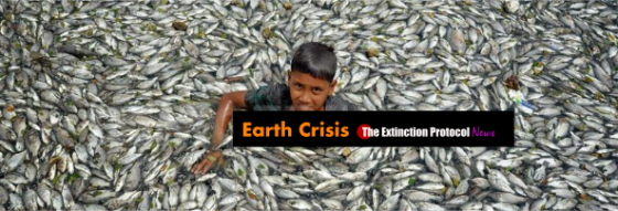 Marine die-offs accelerate across the globe – and no one seems to know why Fish-k
