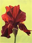 Little Game - Burgundy Iris - Posted on Sunday, April 12, 2015 by Bhavna Sehgal