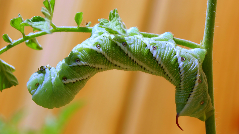 A tobacco hornworm catepillar eats a tomato plant