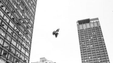 Bird Downtown