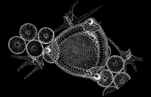 diatom dino black diatom dino black