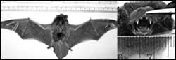 The figure above is a black-and-white photograph showing the wingspan and teeth of a silver-haired bat.