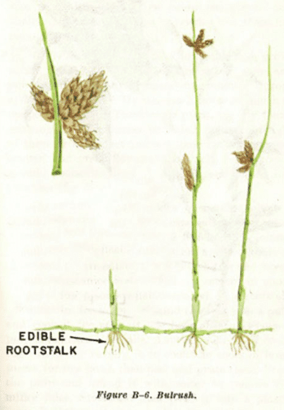 bulrush illustration edible plants