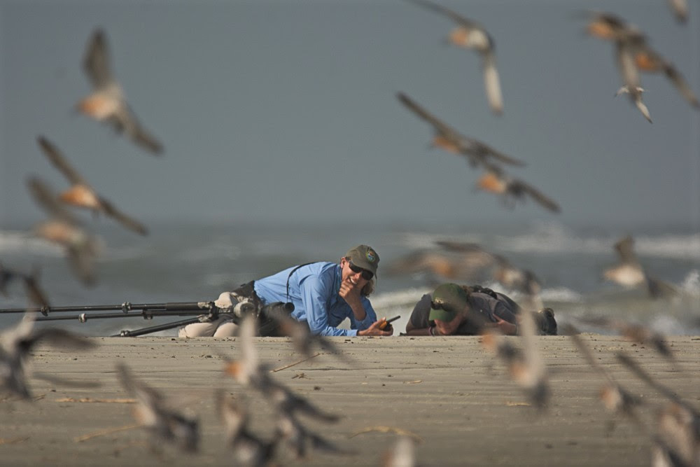 Red Knot banding with Felicia Sanders