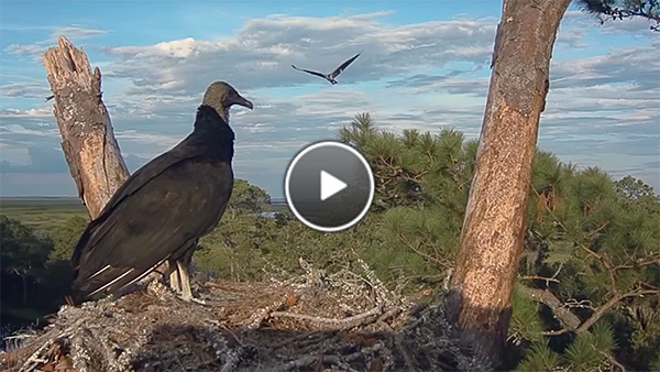 Black Vulture watches Osprey flyover