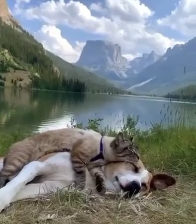 Cat-sleeping-on-dog-near-lake